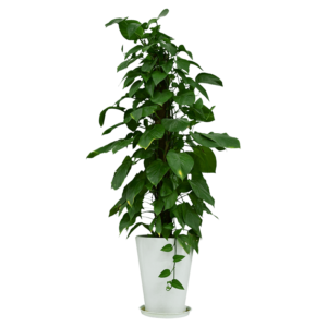 Ficus, or rubber tree