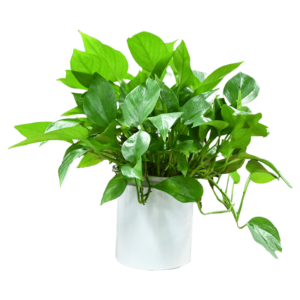 Pike tail, or snake plant 3